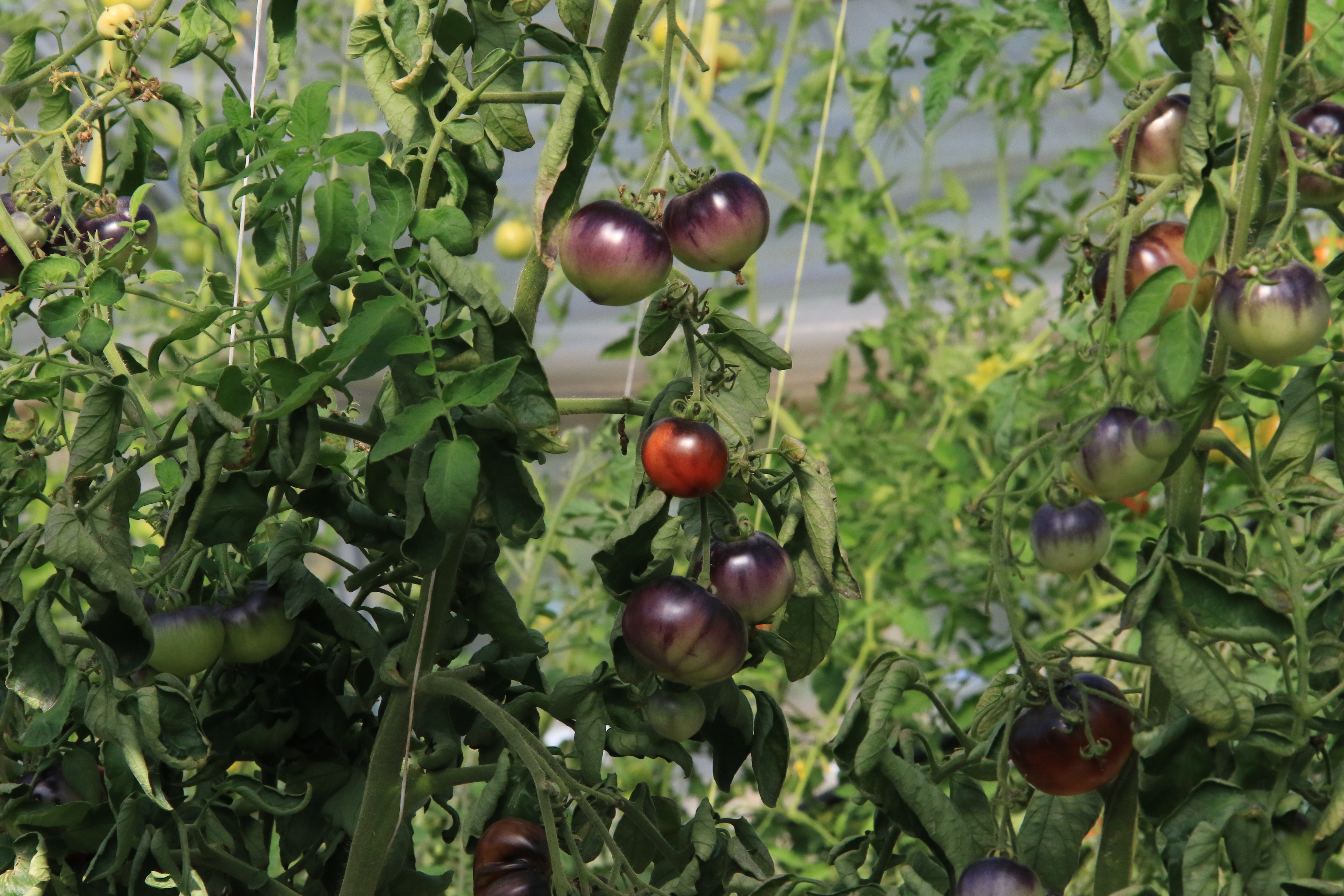 Hier sieht man lilane Tomaten an der Pflanze.