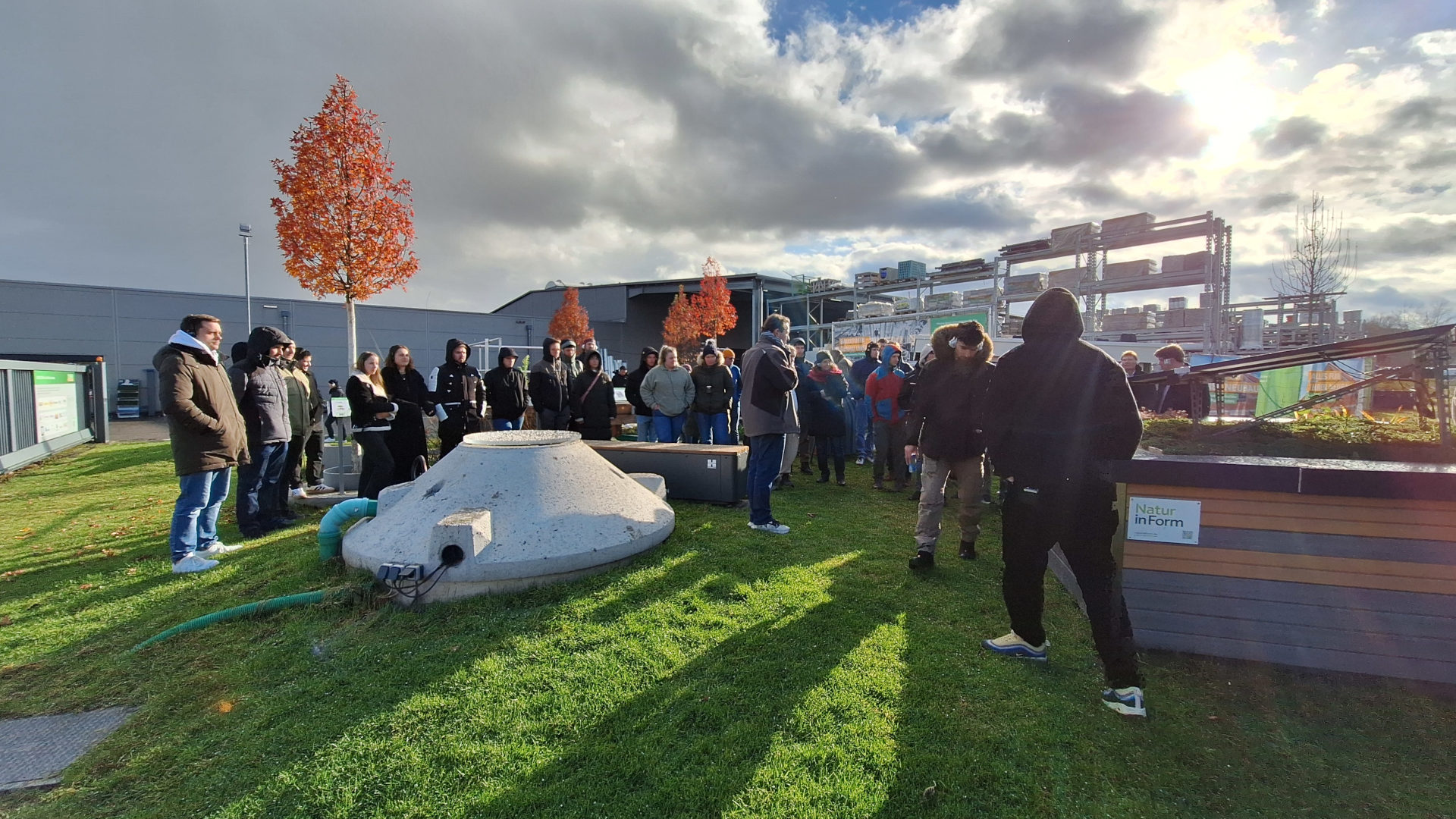 Scabiosa columbaria wird von der gelbbindigen Furchenbiene beflogen Scabiosa columbaria wird von der gelbbindigen Furchenbiene beflogen
