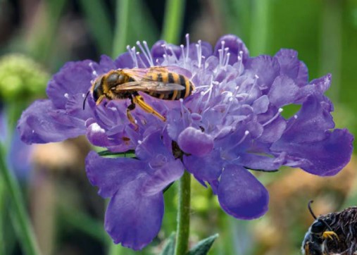 Scabiosa columbaria wird von der gelbbindigen Furchenbiene beflogen Scabiosa columbaria wird von der gelbbindigen Furchenbiene beflogen