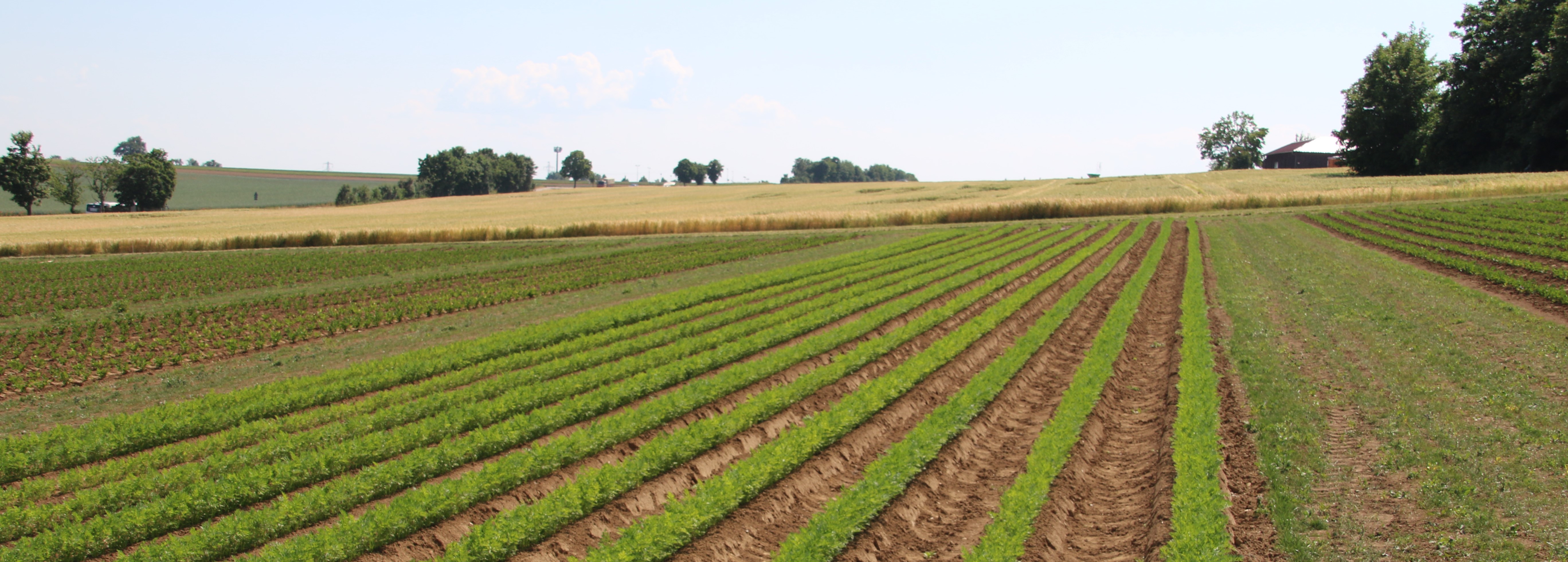 Bild von Karottendämmen auf den Öko-Feldtagen